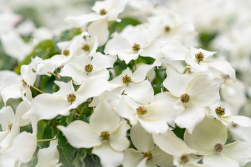 Naklejka na ściany i meble Dogwood Flowering Closeup White blooms Blossom background