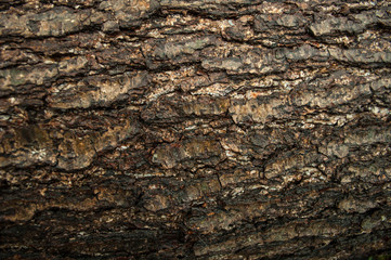 abstraction of alder bark.