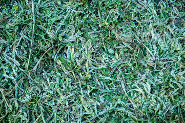 frost on the green grass