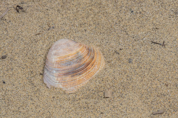 Muschel im Sand