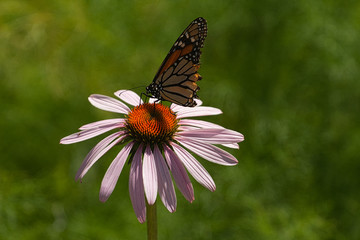 Flowers, plants, colours, nature, beauty 