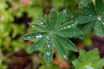 Water Droplets on Star Leaf