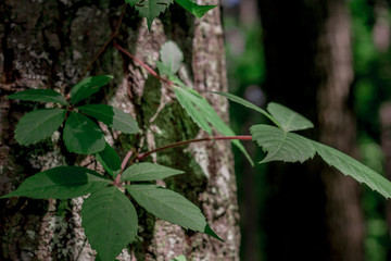 virginia creeepr on tree trunk with lots of shadows