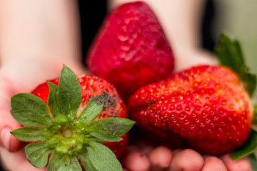 Strawberries closeup in hands