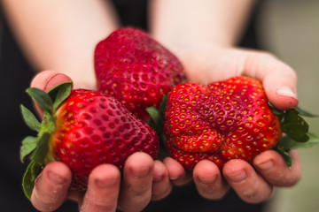closeup of girl holding strawberries fresh from field in her hands
