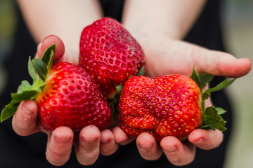 strawberries in child hands