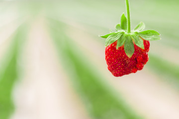 Strawberry held up  in focus and field background out of focus with copy space