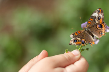 a child's hand holding a prple flower with a butterfly