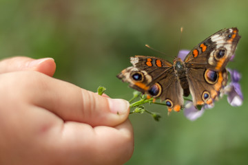 a butterfly fluttering wings on a purple flower that an child's hands are holding