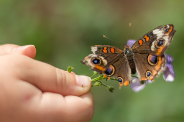 beautiful photo of butterfly with wings open and child's hand