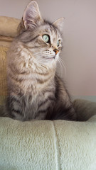 Adorable long haired cat of siberian breed