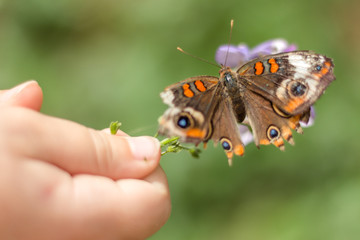 butterfly on flower held by a kid's hand up close