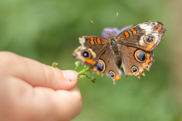 isolated cloe-up of child hand holding flower and butterfly