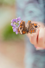 isolated of child holding peurple flower and butterfly