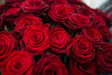 Red roses background. Bouquet for Valentine's Day. Close-up of a beautiful bouquet of red roses.