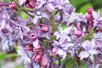 Fototapeta na wymiar Blight violet lilac branch of flowers close up in spring