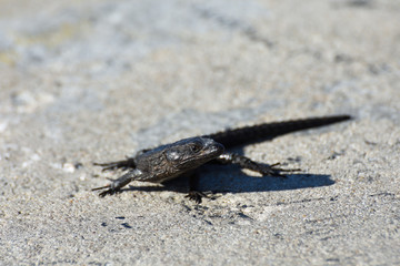 Black Girdled Lizard On Concrete (Cordylus niger), Cape Town, South Africa
