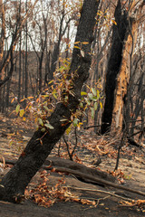 Australian bushfires aftermath: eucalyptus trees recovering after severe fire damage. Eucalyptus can survive and re-sprout from buds under their bark or from a lignotuber at the base of the tree.