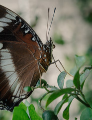 Beautiful butterfly sitting on leaves