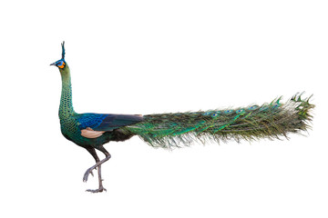 Male peacock on white background.