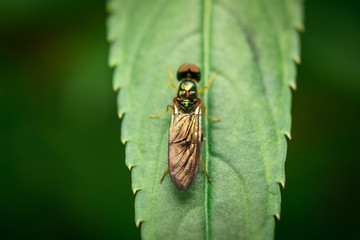 Close up of insect (Microchrysa) sitting on green leaf 