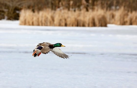 Mallard duck in winter.Natural scene from Wisconsin conservation area