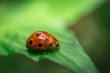 Closeup of cute ladybug sitting on green leaf flowers