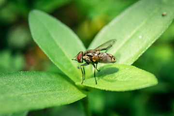 close up of housefly insect sitting on leaf