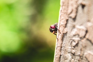 Close up of housefly on wall