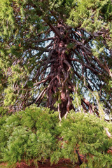 The beautiful gardens of the Royal Site of La Granja de San Ildefonso