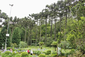 trees