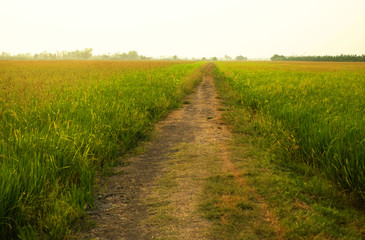 Path walk through rice field