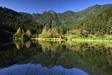 Obraz premium forest reflected in water