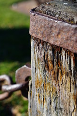 wood, old, door, wooden, tree, birdhouse, lock, rusty, house, bird, texture, fence, brown, padlock, weathered, rust, nest, post, box, gate, detail, vintage, home, green, wall