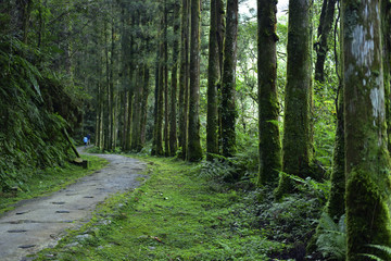 path in forest