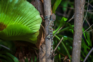 Tokay gecko on a tropical tree at night on the island of Koh Phangan, Thailand