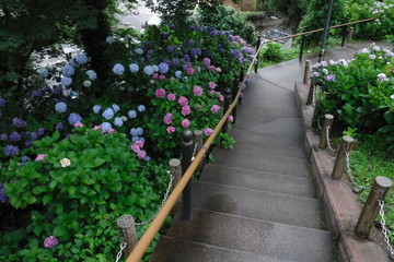 アジサイ園の階段