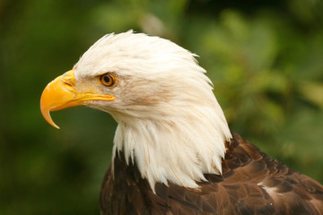 Closeup of wild bald eagle in Alaska, USA.