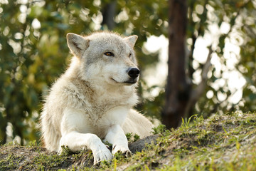 An Alaska white wolf.