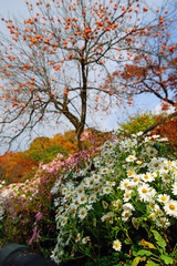 한국의 구절초와 감나무