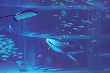 水族館 © ash-photograph