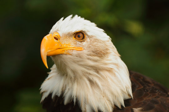 Closeup Of Wild Bald Eagle In Alaska, USA.