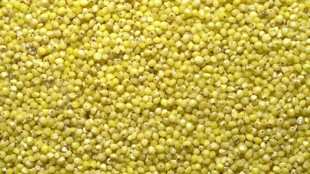 Full-frame of Millet grains. Proso Millet seeds in rotation