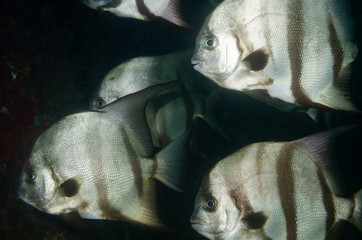 Atlantic spadefish swimming in blue water © John