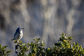 bird on a branch