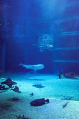 水族館 © ash-photograph