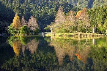 Fototapeta premium forest reflected in water