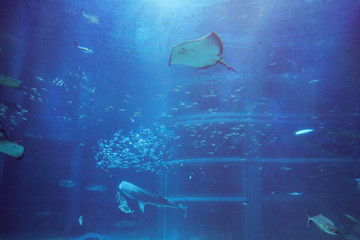 水族館 © ash-photograph