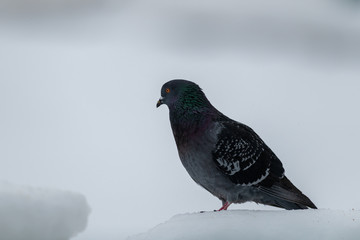 A domestic pigeon or rock dove,  perched on a white snow bank.  The bird has purple, green, gray and blue feathers. The eye is orange with a small black spot.