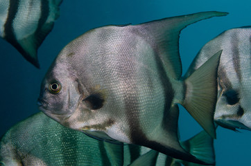 Atlantic spadefish swimming in blue water © John